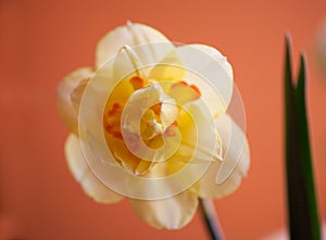 Close-up of  spring yellow daffodil flower on light background