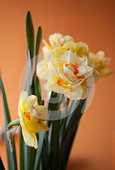 Close-up of  spring yellow daffodil flower on light background
