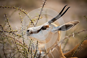 Close-up of springbok standing feeding in thornbush