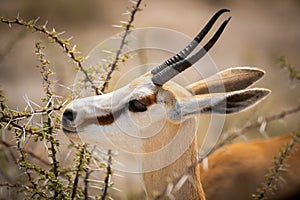 Close-up of springbok standing munching on thornbush