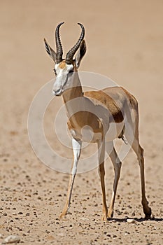 Close-up of springbok walking in desert