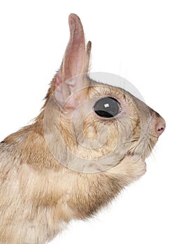 Close-up of Springhare, Pedetes capensis