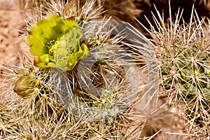 Desert Landscape In Red Rock Conservation Area, Southern Nevada, USA