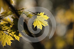 close up of a springtime foliage on a tree branch in the forest backlit by the setting sun fresh spring maple leaf in the forest