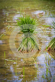 Close up sprout rice (Oryza sativa)