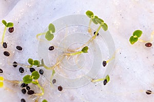 Close-up of sprouted tiny oregano herb seeds on wet paper towel in container