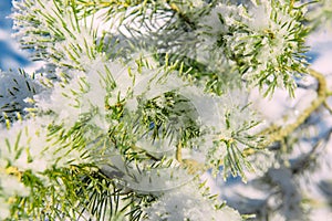 Close - up spruce branch covered with snow. Frosty winter. Snowflakes on green needles, macro