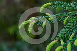 Close-up of a spruce branch with new small growing branches