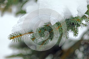Close up of a spruce branches under the cap of snow.