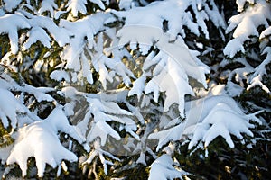 Close Up Of Spruce Covered With Snow In Forest In Winter