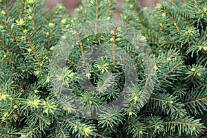 Close-up of spruce Picea glauca