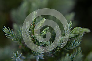 Close-up of a spruce or pine coniferous tree branch in the forest: coniferous needles and young cones