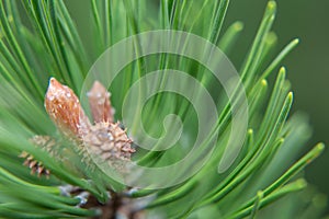 Close-up of a spruce or pine coniferous tree branch in the forest: coniferous needles and young cones