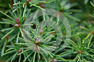 Close-up of a spruce or pine coniferous tree branch in the forest: coniferous needles and young cones