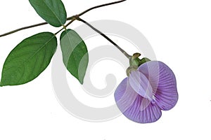 Close up, spurred butterfly pea flower  .