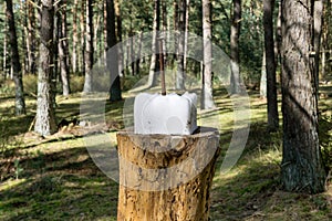 A close up of a square block of salt on a tree stump in the woods