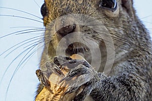 Squirrel holds a nut in claws