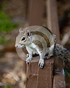 Close up of a Eastern gray squirrel photo
