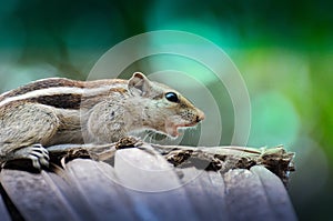 Close-up of a squirrel