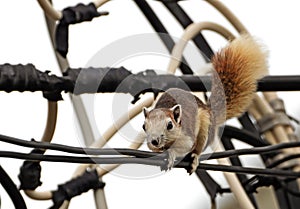 Close up Squirrel is Climbing on The Electric Wire photo