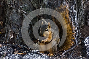 Close up of a squirrel eating an acorn