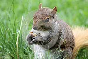 close up of squirrel eating an acorn