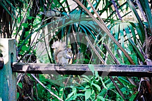 Florida Squirrel eat bread from people