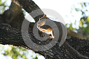 Close up of a squirrel eating a nut