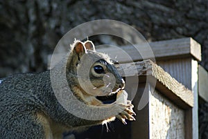 Close up of a squirrel eating a nut