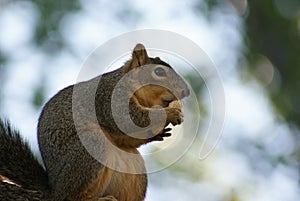 Close up of a squirrel eating a nut