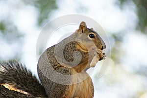 Close up of a squirrel eating a nut