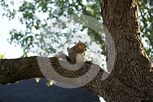 Close up of a squirrel eating a nut