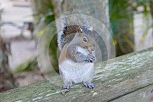 Close up of squirrel eating on a wooden railing