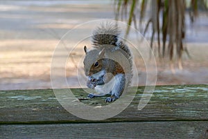 Close up of squirrel eating on a wooden railing