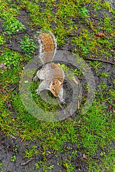 Close-up of a squirrel on grass and wet ground in Hyde Park, London