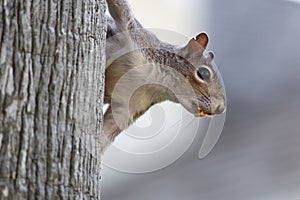 Close up of a squirrel hanging in a tree with a nut in its mouth