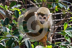 close up squirrel monkey in zoo