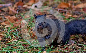 Close Up Squirrel Posing