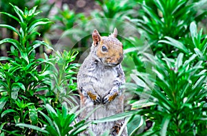 Squirrel at Hyde Park in London photo