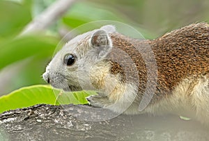 Close up Squirrel on Tree Branch Isolated on Background