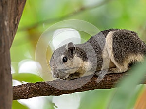 Close up Squirrel on Tree Branch Isolated on Background