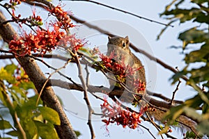 Close-up Squirrel was Eating a Red Flower while Perching on a Branch