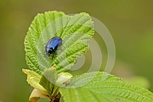 Single alder leaf beetles sitting on an Alder tree leaf - Agelastica alni