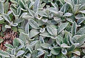 Close up Stachys byzantine or woolly hedgenettle  decorative flowering plant