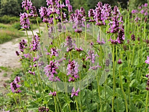 Close up of stachys officinalis Betonica officinalis foliage.