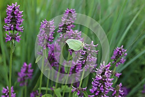 Close up of stachys officinalis,  Betonica officinalis foliage.  Gonepteryx rhamni, common brimstone.