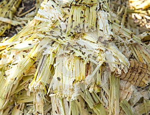 Close up stack bagasse of sugarcane and bee