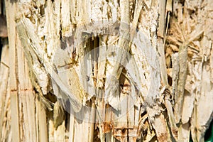 Close up stack bagasse of sugarcane and bee