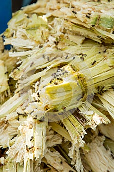 Close up stack bagasse of sugarcane and bee
