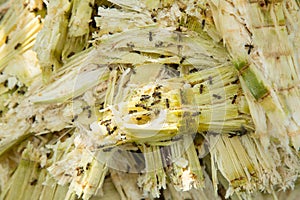 Close up stack bagasse of sugarcane and bee